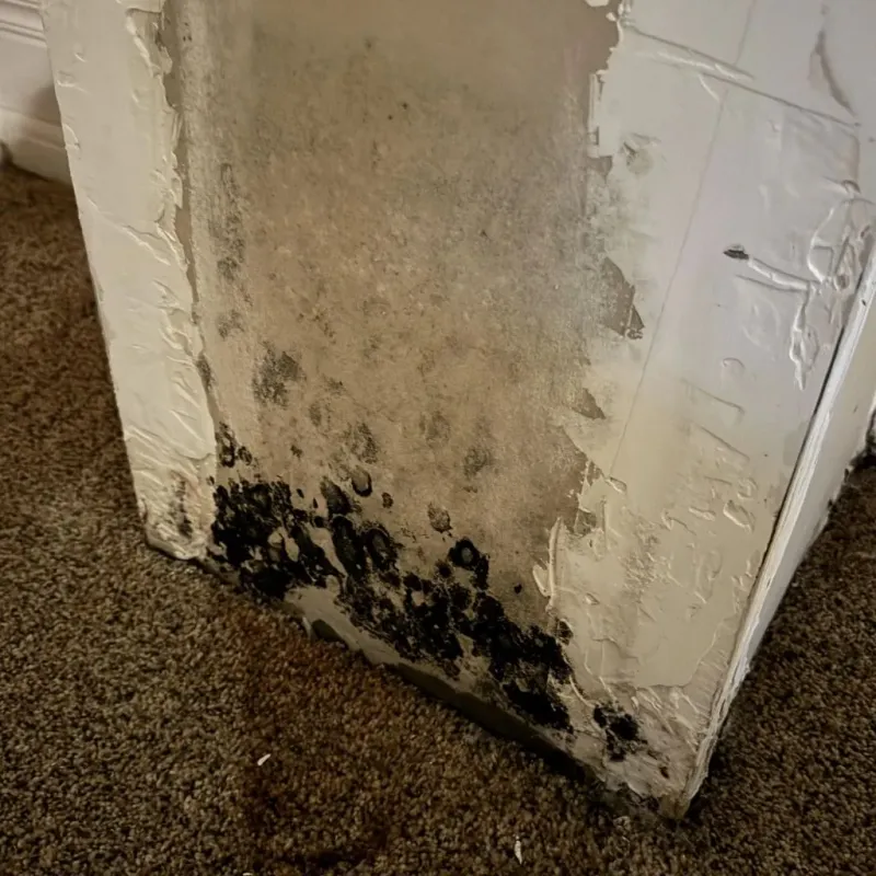 Professional Mold Removal in Richton, MS